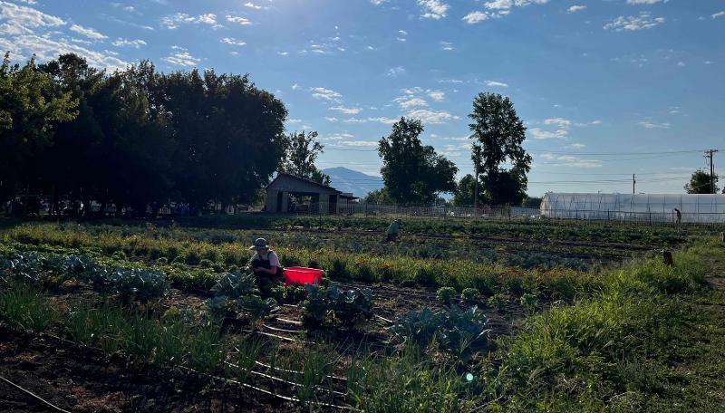 People working on a farm