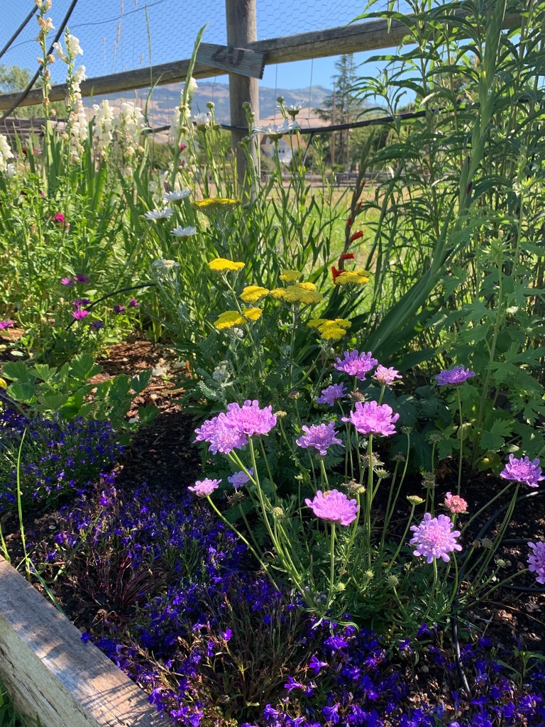 Summer Flowers in the Garden