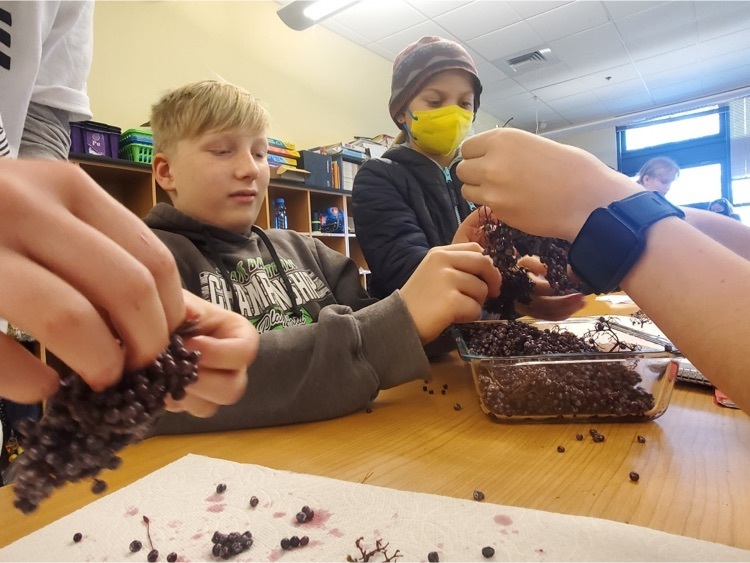 5th grade prepping elderberries to make syrup