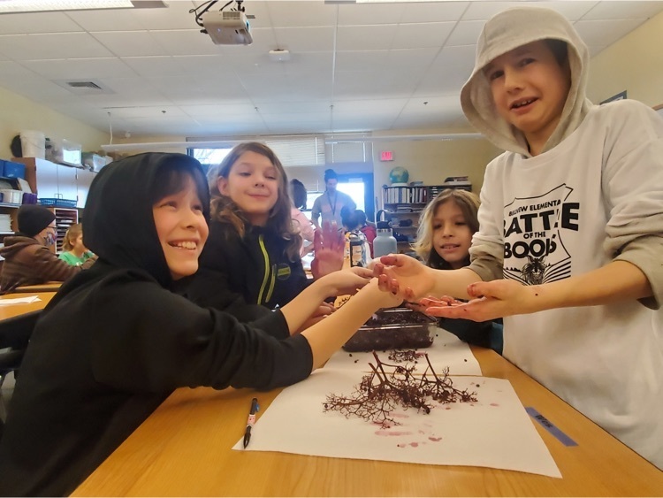 5th grade prepping elderberries to make syrup